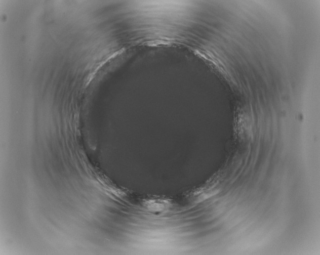 X0000088590508200706151740