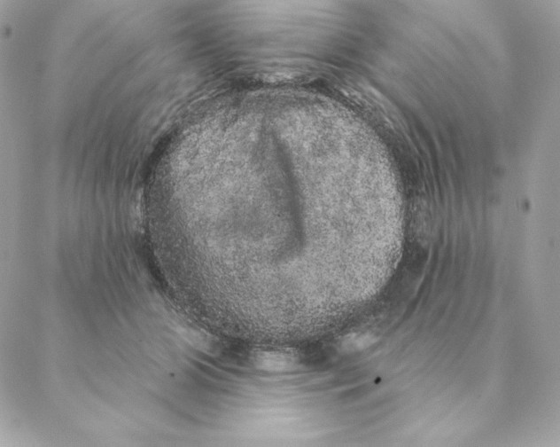 X0000088590510200706151740