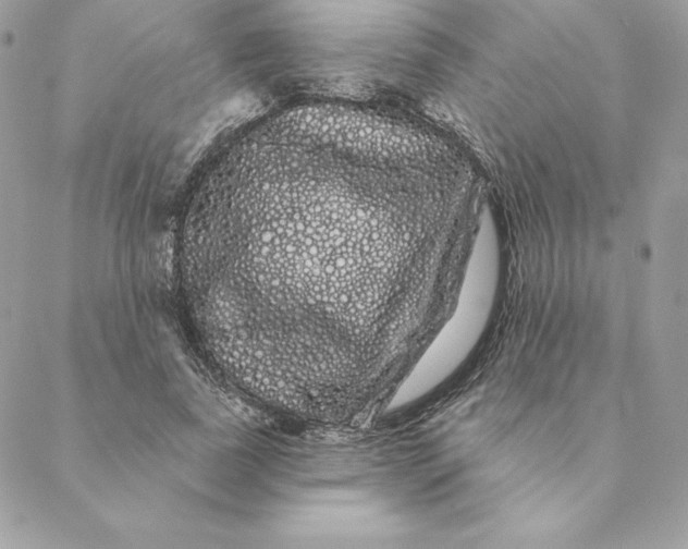 X0000088590739200706151736