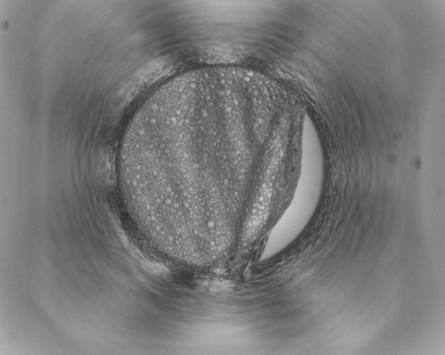 X0000088590743200706151736