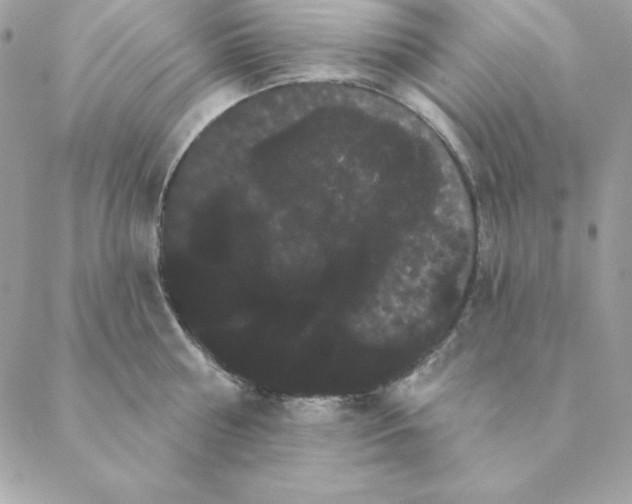 X0000088590810200706151735