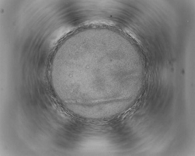 X0000088590824200706151734