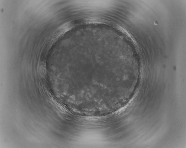 X0000088590825200706151734