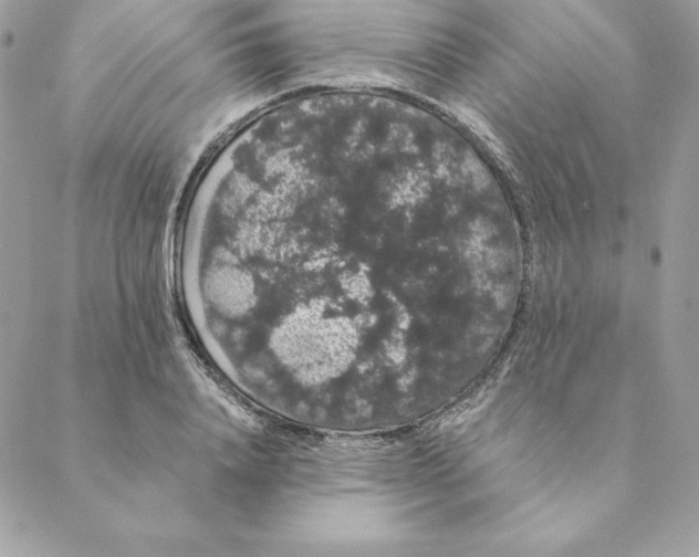 X0000088590840200706151734