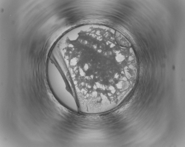 X0000088590844200706151734