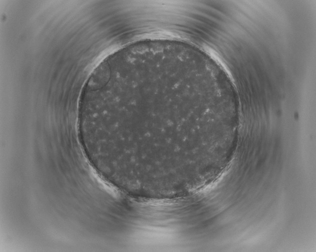 X0000088590845200706151734