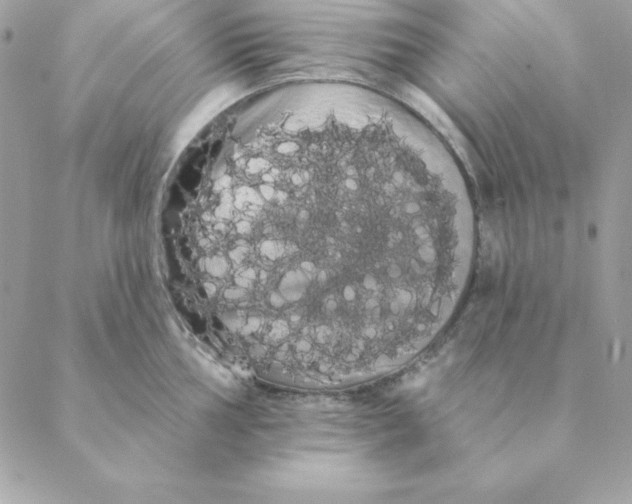 X0000088591002200706151732