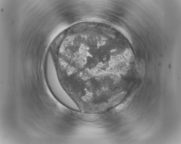 X0000088591007200706151732