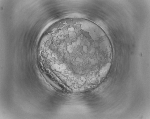 X0000088591008200706151732