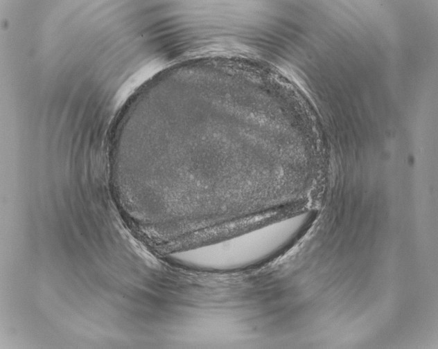 X0000088591018200706151731