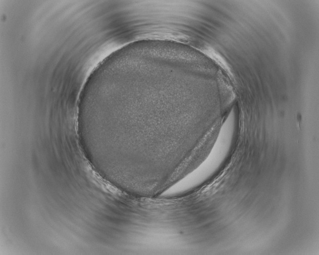 X0000088591020200706151731