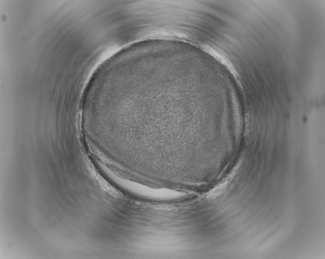 X0000088591029200706151731