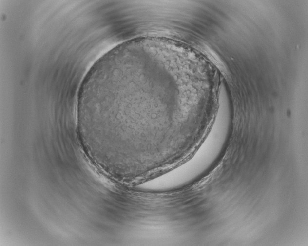 X0000088591036200706151731