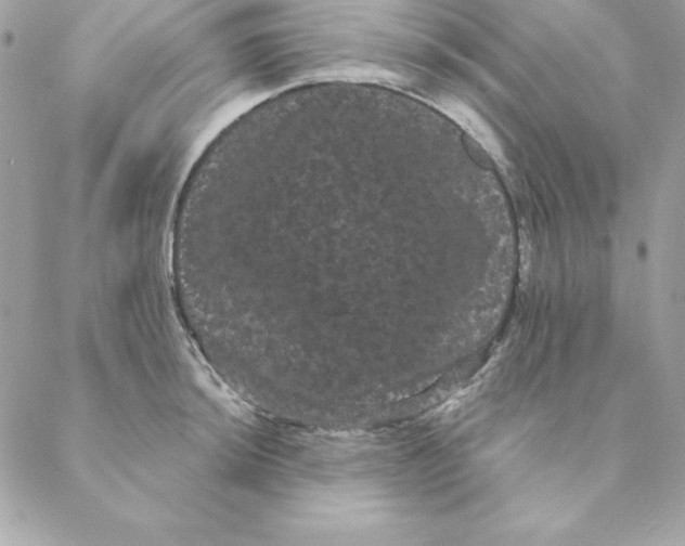 X0000088591044200706151731