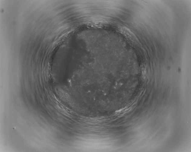 X0000088591060200706151731