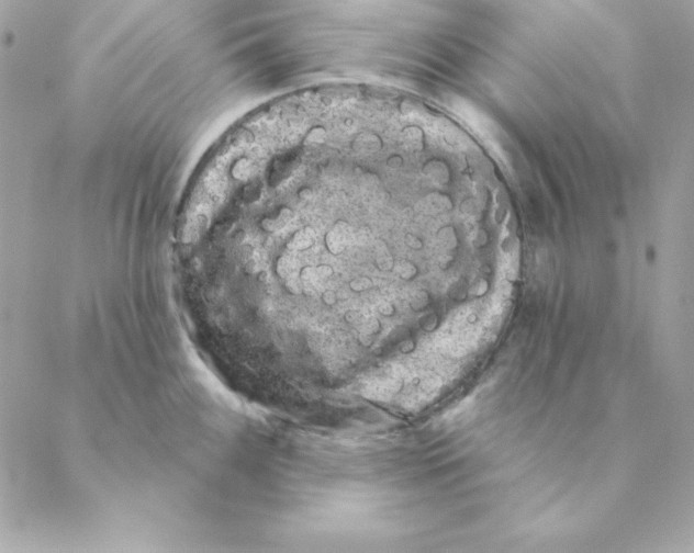 X0000088591100200706151730