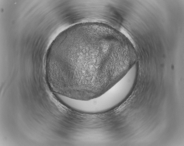 X0000088591124200706151729