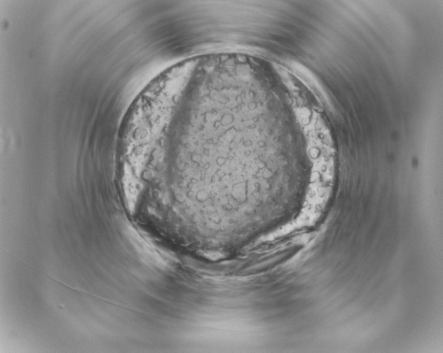 X0000088591244200706151728