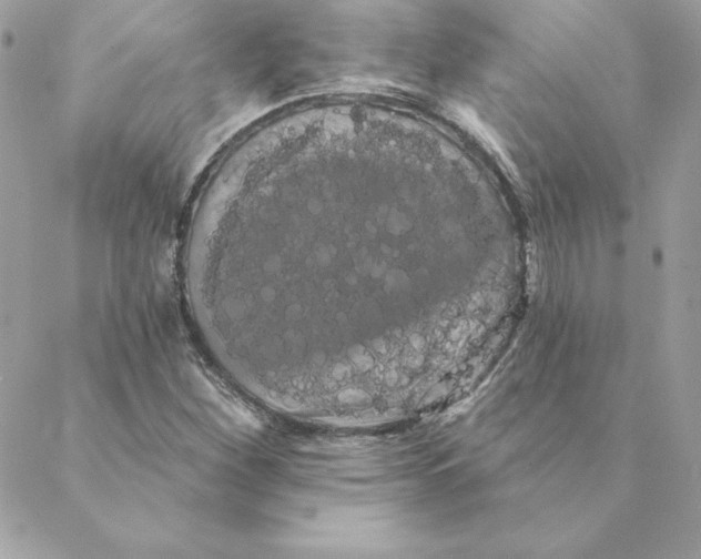 X0000088591260200706151727