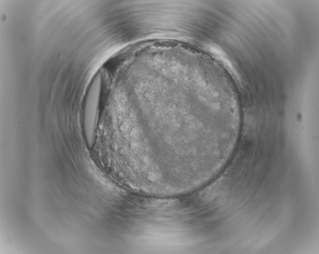 X0000088591284200706151727