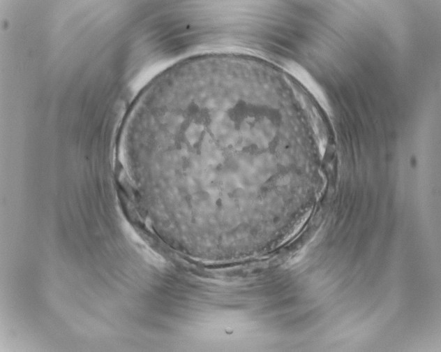 X0000088591388200706151725