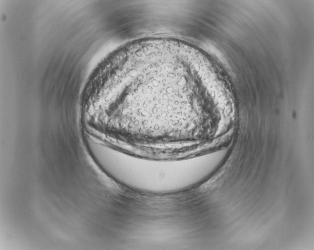 X0000088591424200706151725