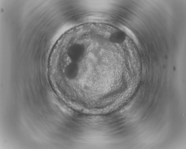 X0000088591435200706151725