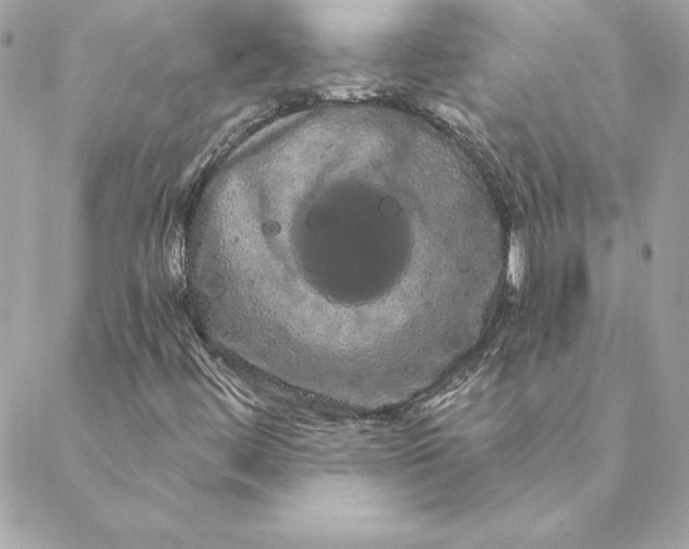 X0000088591444200706151724