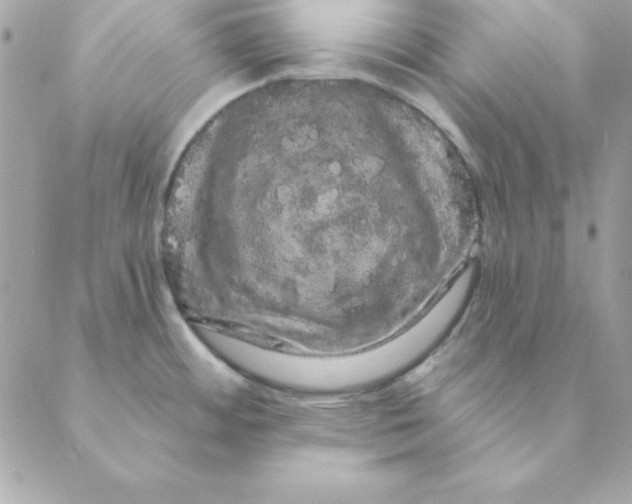 X0000088591484200706151724