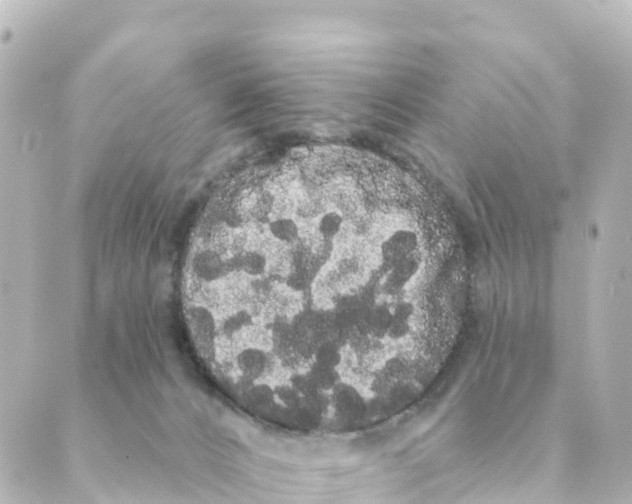 X0000088590032200706221352