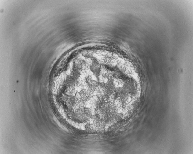 X0000088590050200706221351