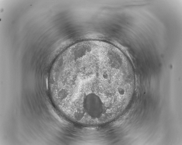 X0000088590061200706221351