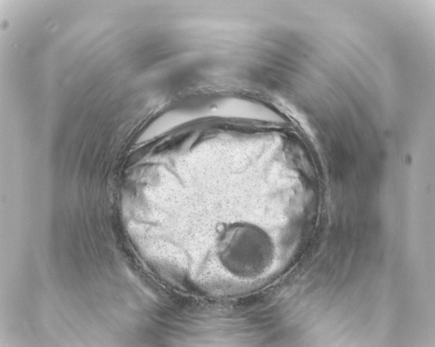 X0000088590065200706221351