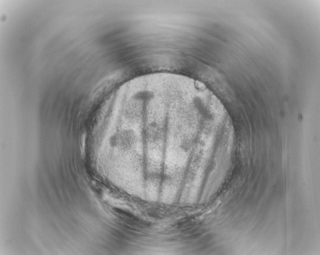 X0000088590070200706221351