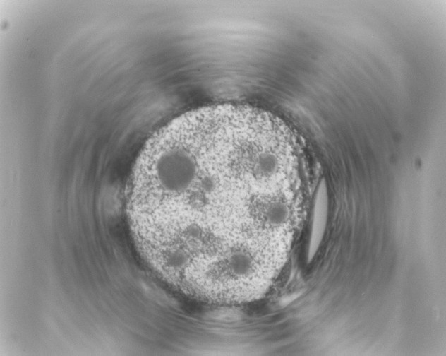 X0000088590081200706221351