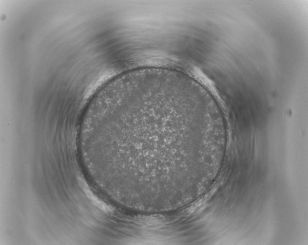 X0000088590106200706221351