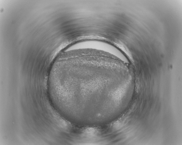 X0000088590111200706221351