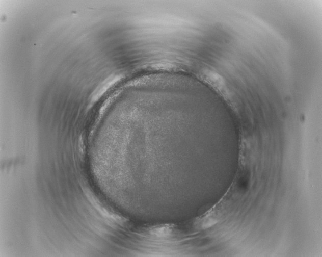 X0000088590116200706221351