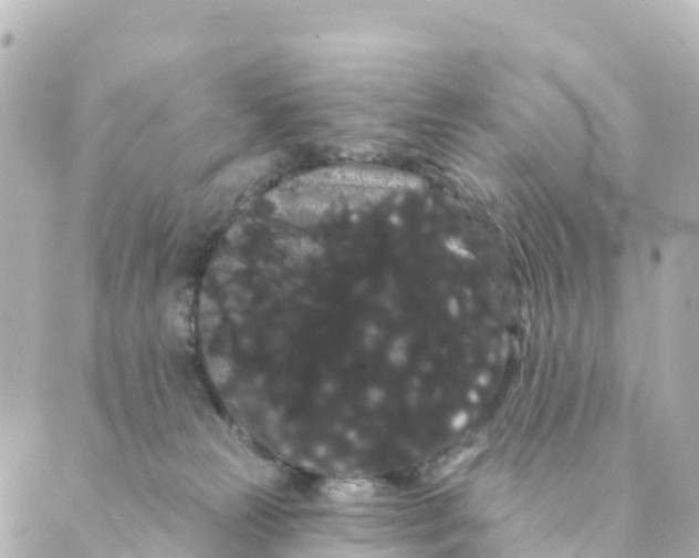 X0000088590181200706221350