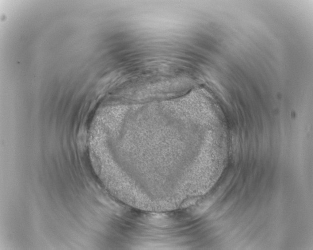 X0000088590189200706221350