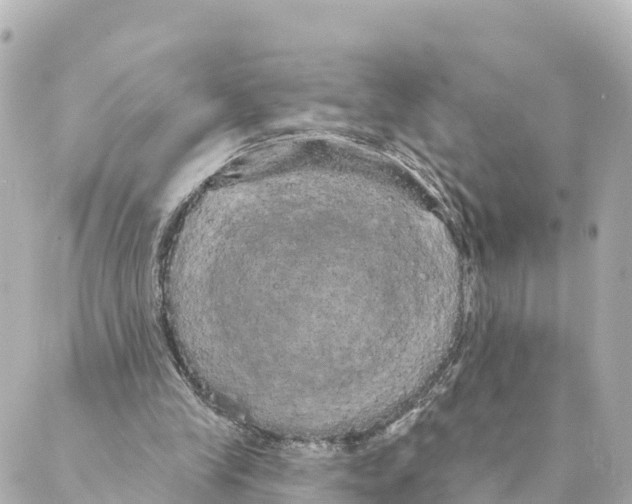 X0000088590245200706221348