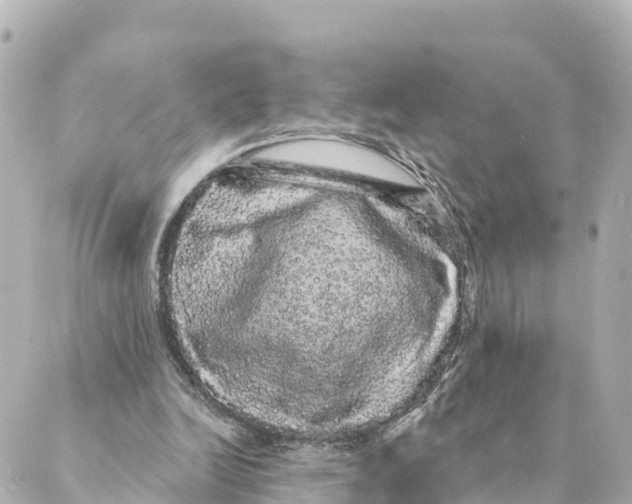 X0000088590246200706221348