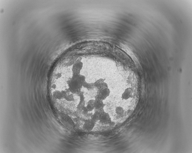 X0000088590346200706221346