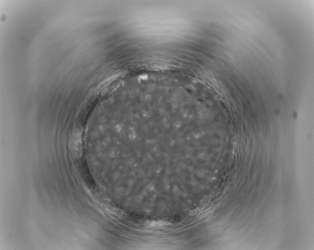 X0000088590360200706221347