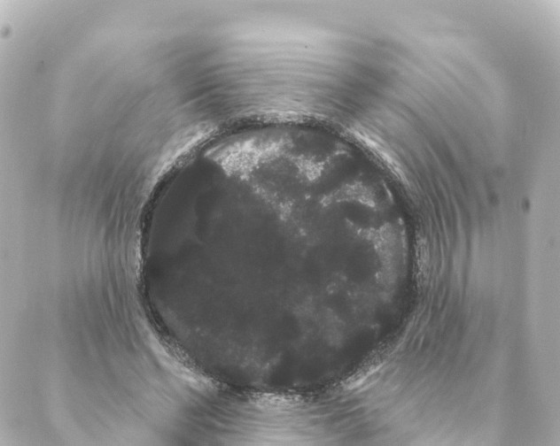 X0000088590494200706221344