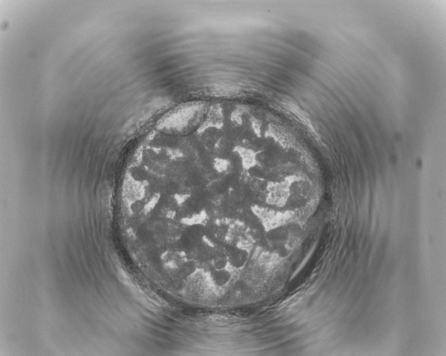 X0000088590542200706221343