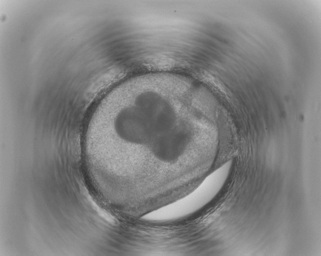 X0000088590638200706221342