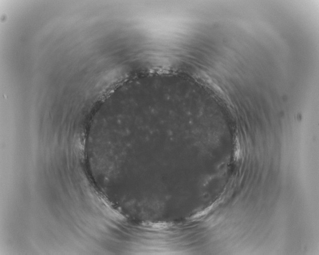 X0000088590661200706221342