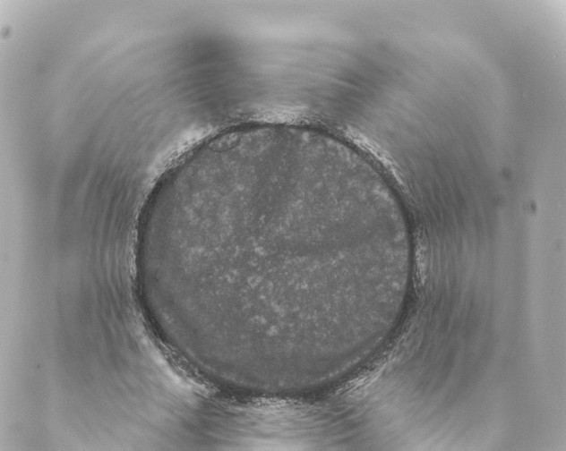 X0000088590682200706221341