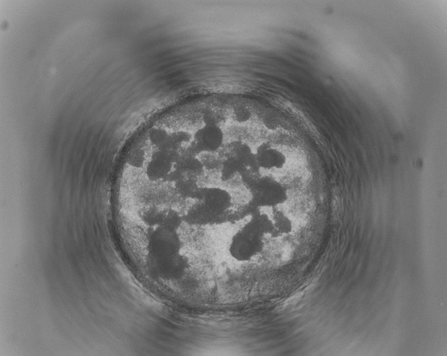 X0000088590725200706221340